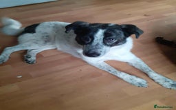 Mixed Breed dogs for adoption: Jeremy for adoption - Image 2