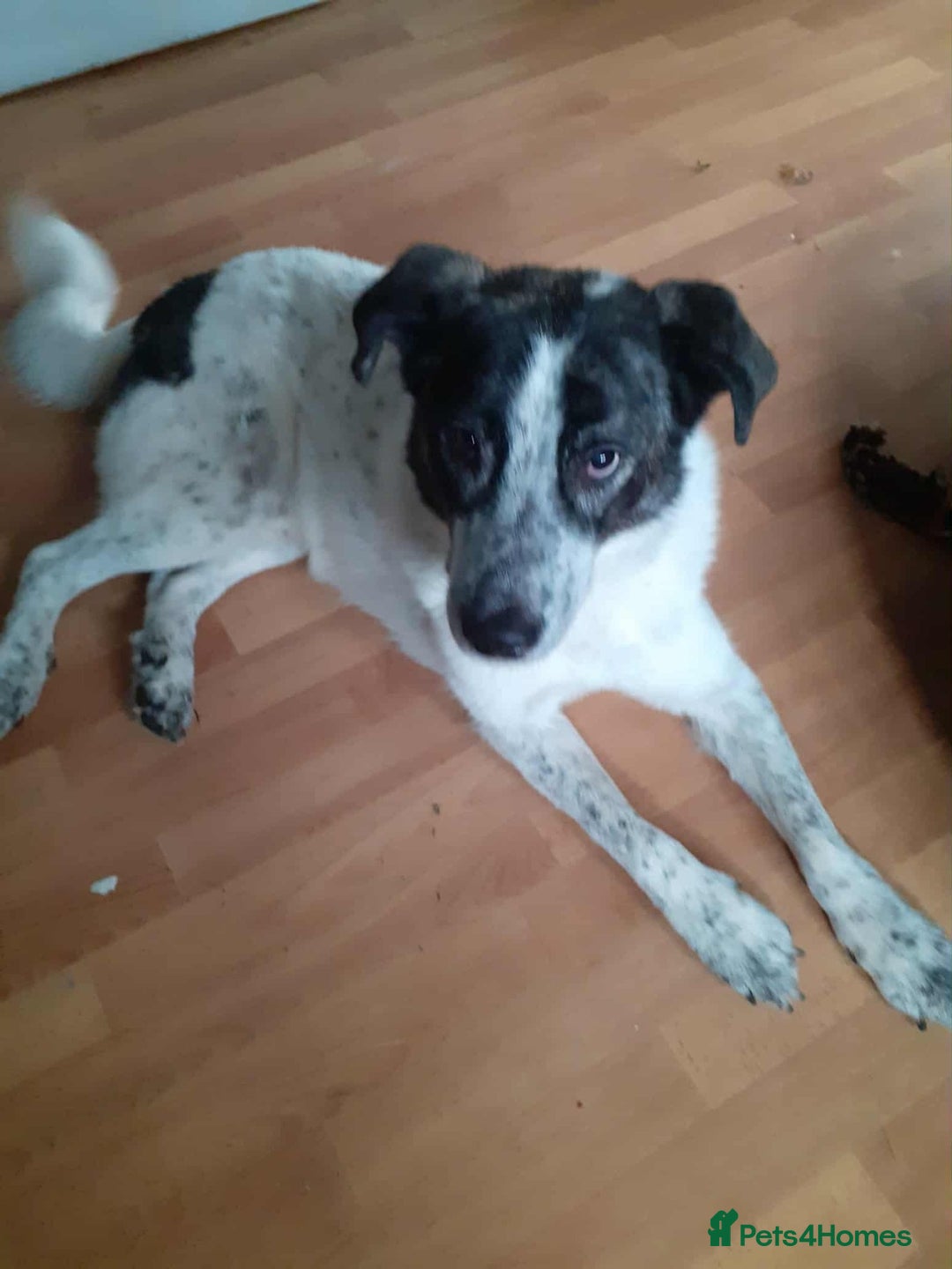 Mixed Breed dogs for adoption: Jeremy for adoption - Image 2