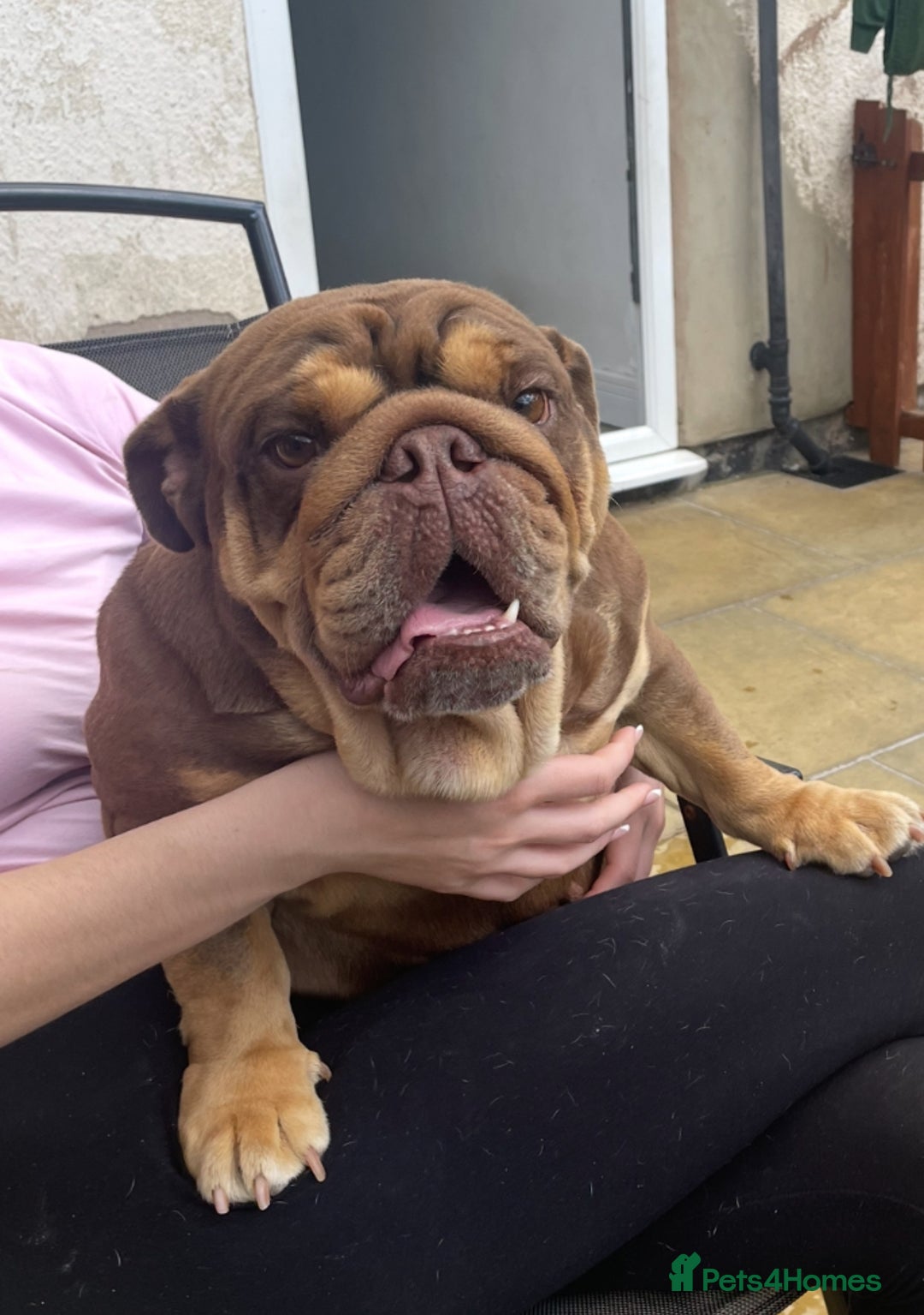 English Bulldog dogs for sale: English bulldog female - Advert 1