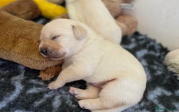 Labrador Retriever dogs for sale: Fabulous KC registered labradors - Image 29
