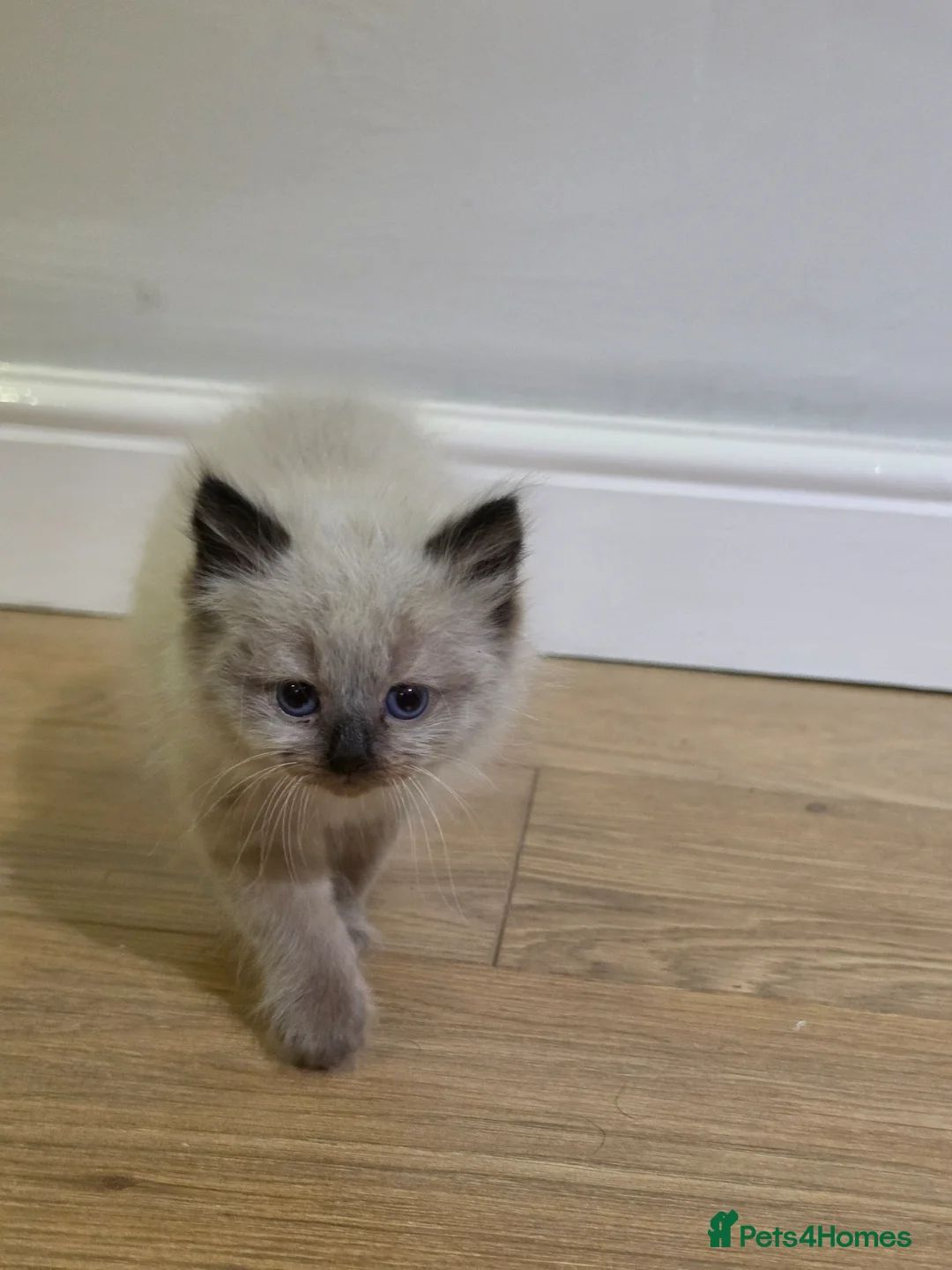 Ragdoll cats for sale: Beautiful Ragdoll Kitten 8 Weeks Old in Huddersfield - Advert 2