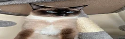 Ragdoll cats for sale: Two male Ragdoll cats are ready to leave.  - Advert 2