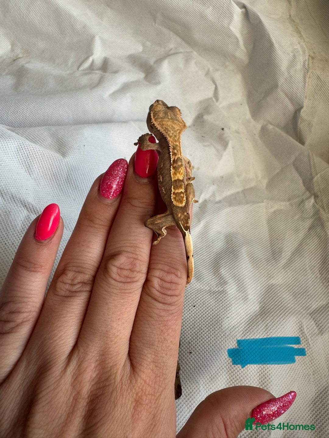 Gecko reptiles for sale: Baby crested geckos  - Image 2