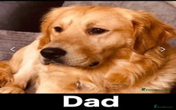 Golden Retriever dogs for sale: Gorgeous K/C Golden Retriever Puppies - Image 11