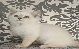 Ragdoll cats for sale: Stunningggg lilac tabby - Image 5