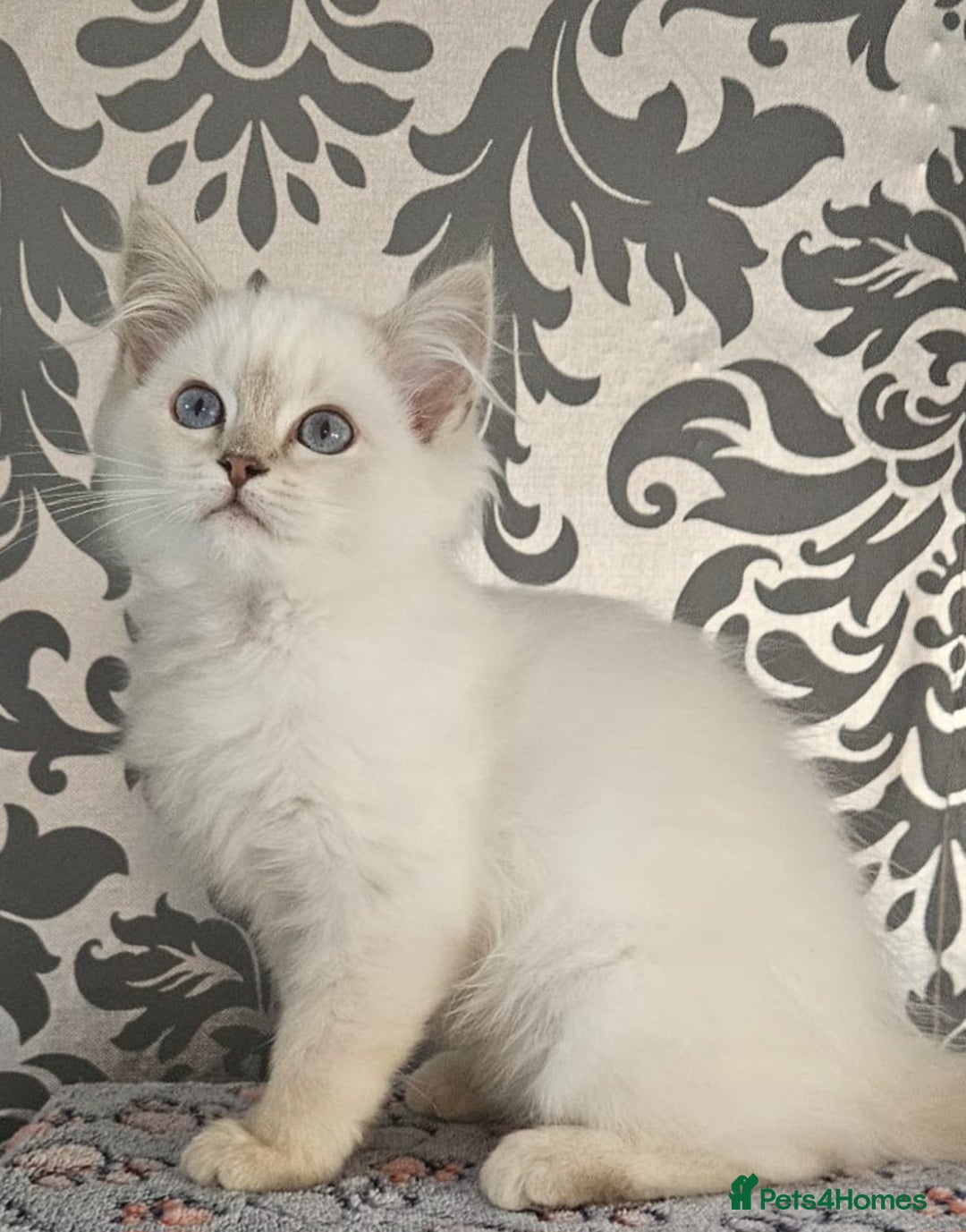 Ragdoll cats for sale: Stunningggg lilac tabby - Image 5
