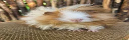 Guinea Pig rodents for sale: Gorgeous Minipli sow gold and white girl ready now - Advert 7