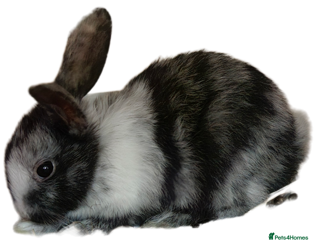 Harlequin rabbits for sale: URGENT 3 bunnies needing rehome 🫶♥️ - Advert 7