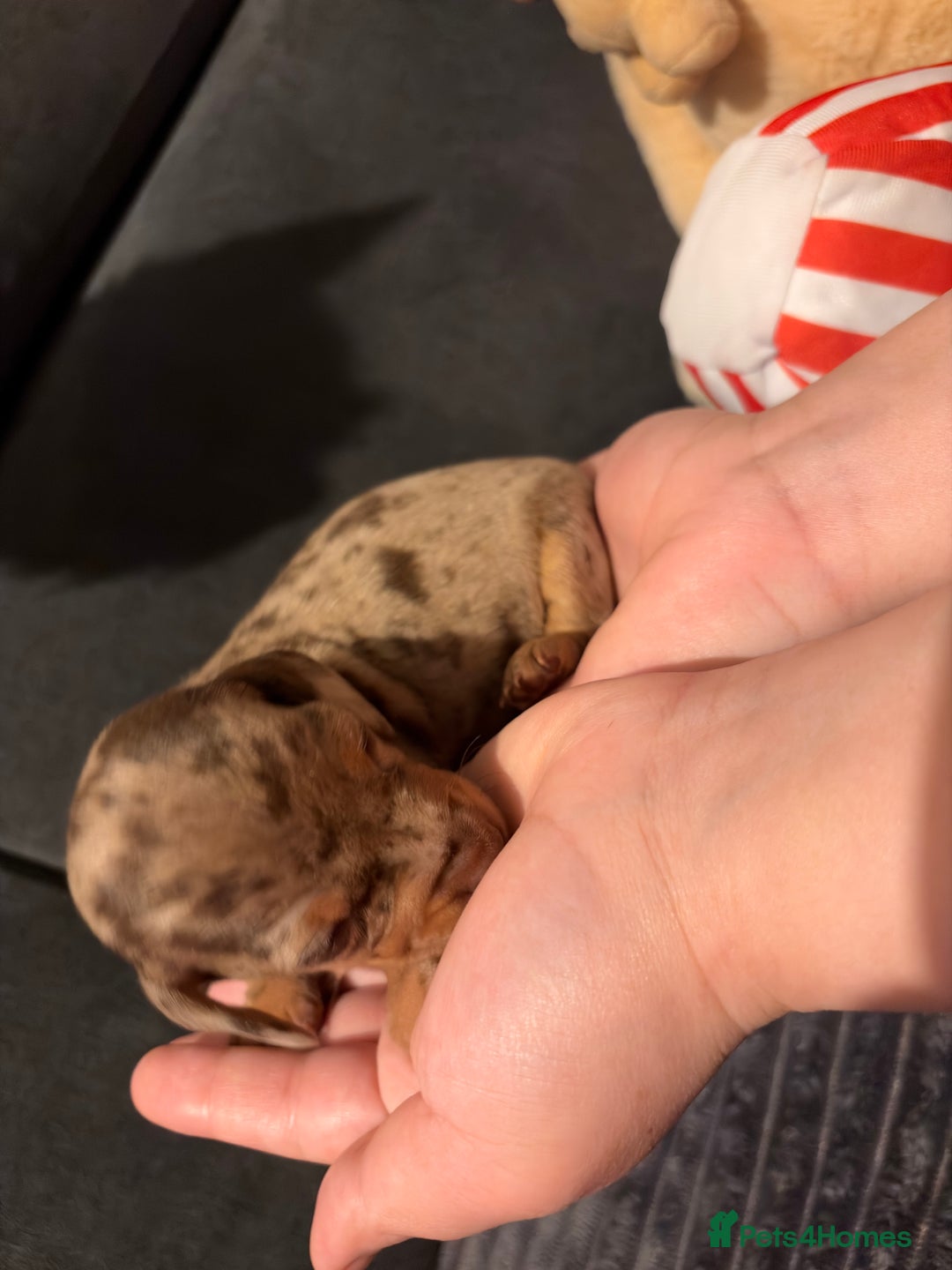 Miniature Dachshund dogs for sale: 🐾 Miniature Dachshund Puppies KC Registered  - Advert 25