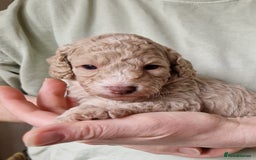 Cockapoo dogs for sale: Beautiful Cockerpoo puppies  - Image 2