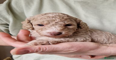 Cockapoo dogs - Advert 12