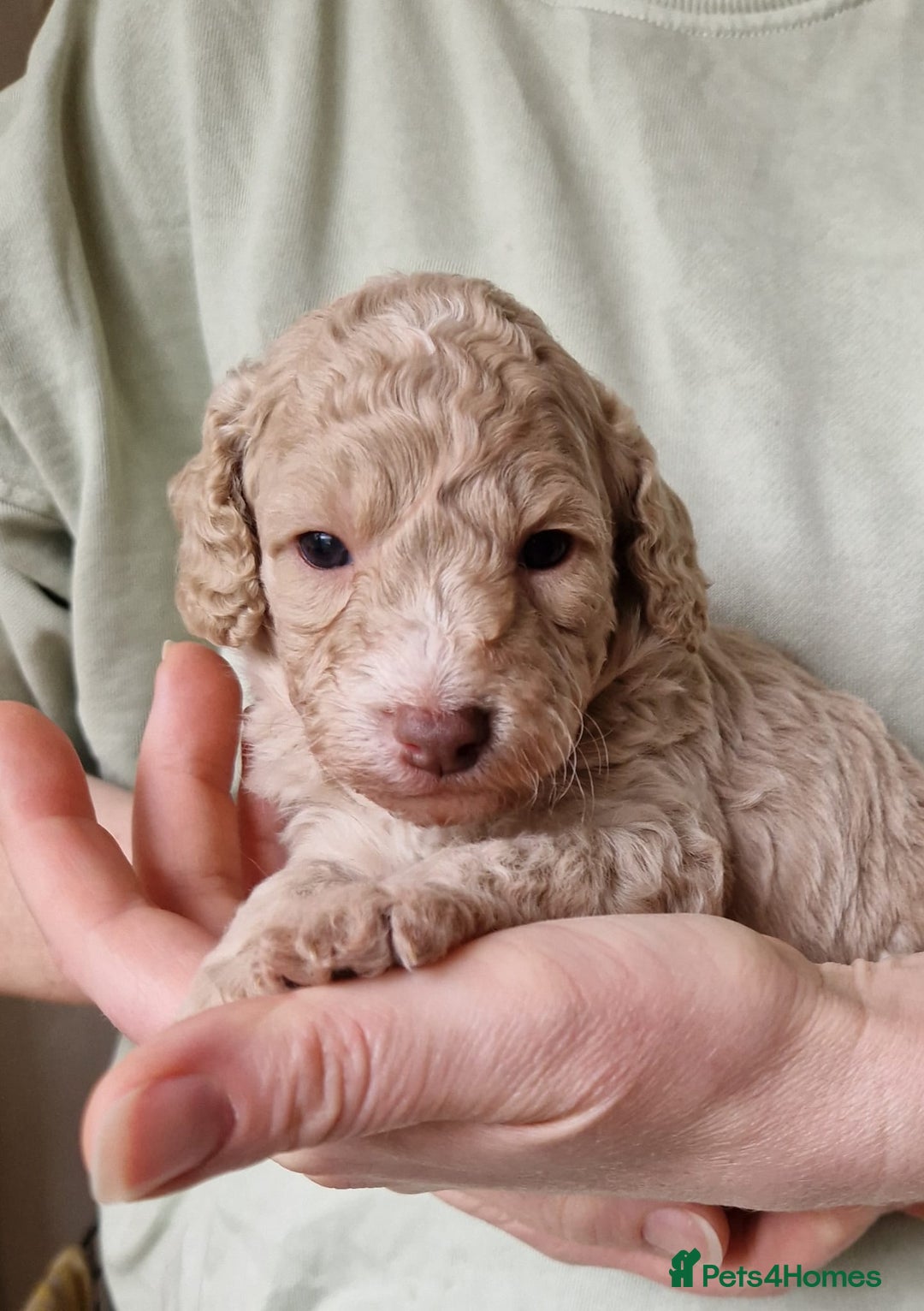 Cockapoo dogs for sale: Beautiful Cockerpoo puppies  - Image 2