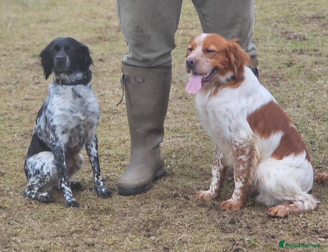 Brittany Spaniel dogs for sale: Britney spaniel  - Image 9