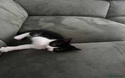 Domestic Shorthair cats for sale: 1 loving cute kitten left! - Image 5