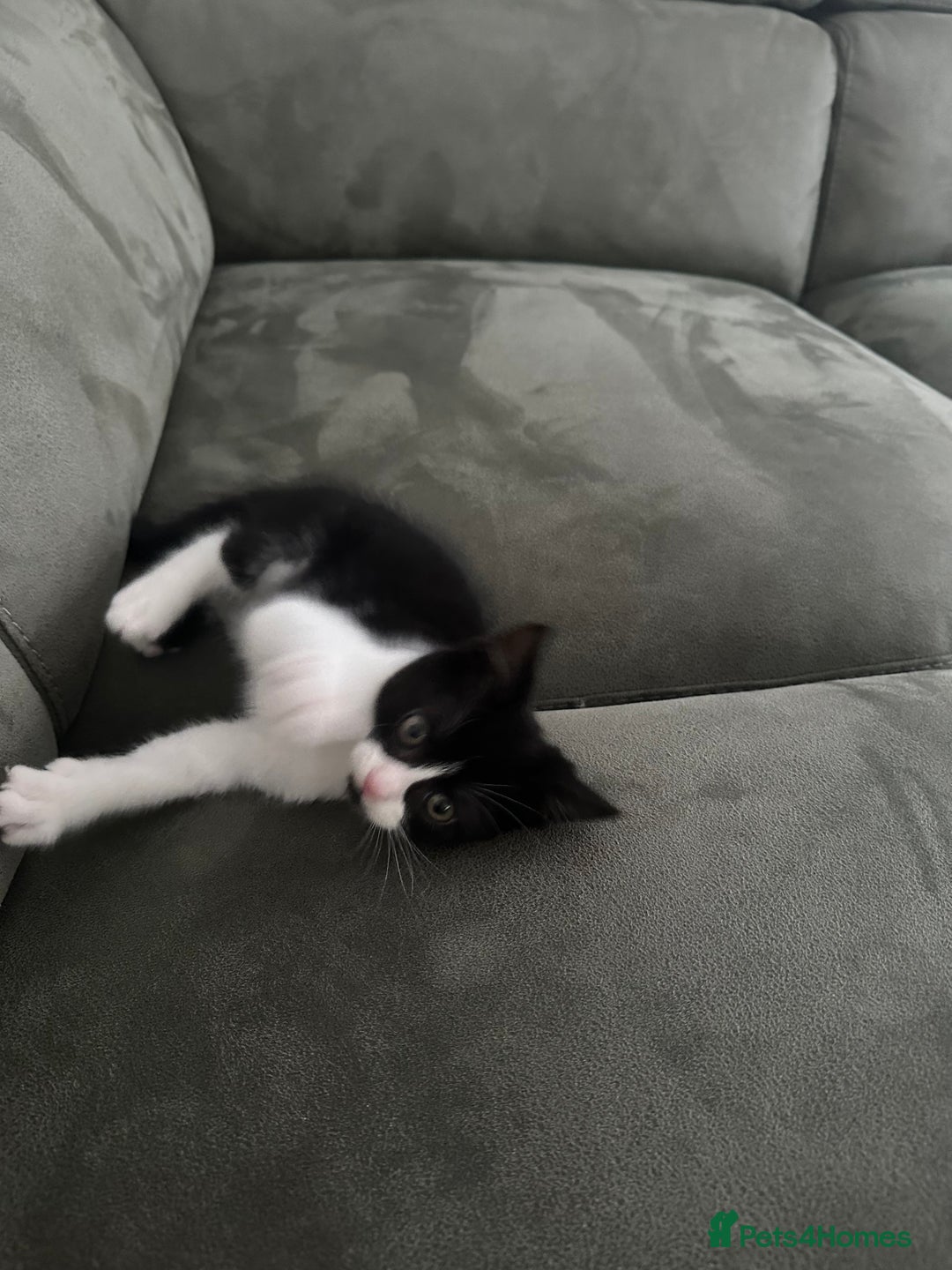 Domestic Shorthair cats for sale: 1 loving cute kitten left! - Image 5