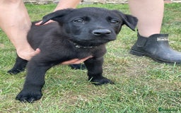 Mixed Breed dogs for sale: Belgium shepherd cross Rottweiler Labrador  - Image 12