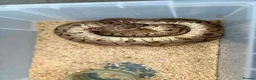 Python Snake reptiles for sale: Royal pythons  - Advert 8