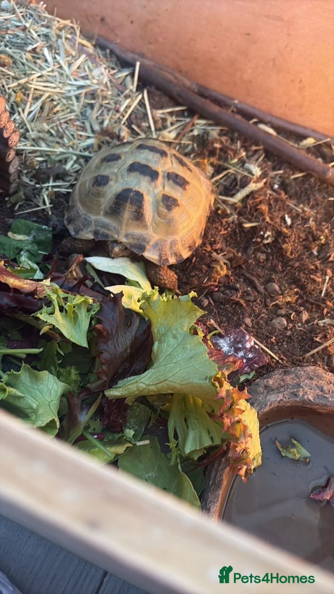 Tortoise reptiles for sale: horsefield tortoise  - Advert 2