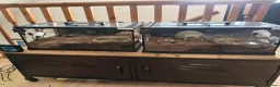 Tarantulas invertebrates for sale: 4x female adult large tarantulas  - Advert 2