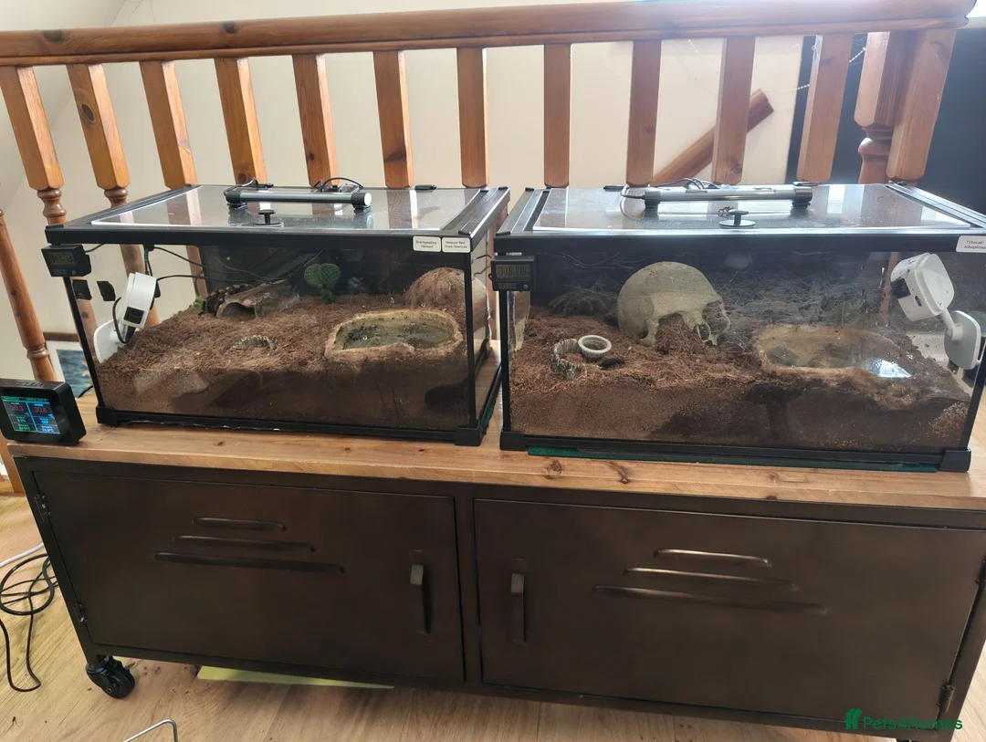 Tarantulas invertebrates for sale: 4x female adult large tarantulas  - Advert 2