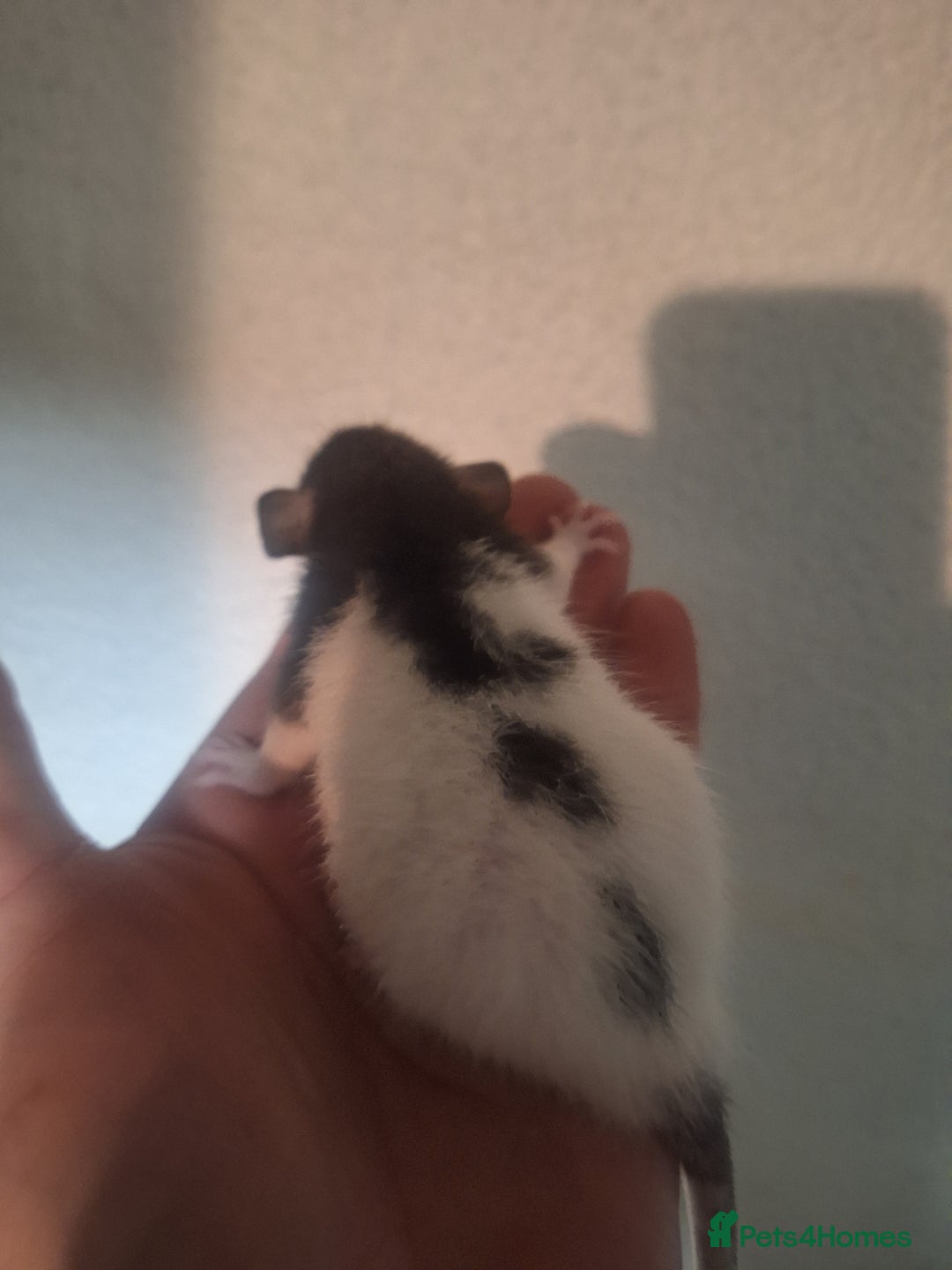 Rat rodents for sale: Baby rats - Image 3