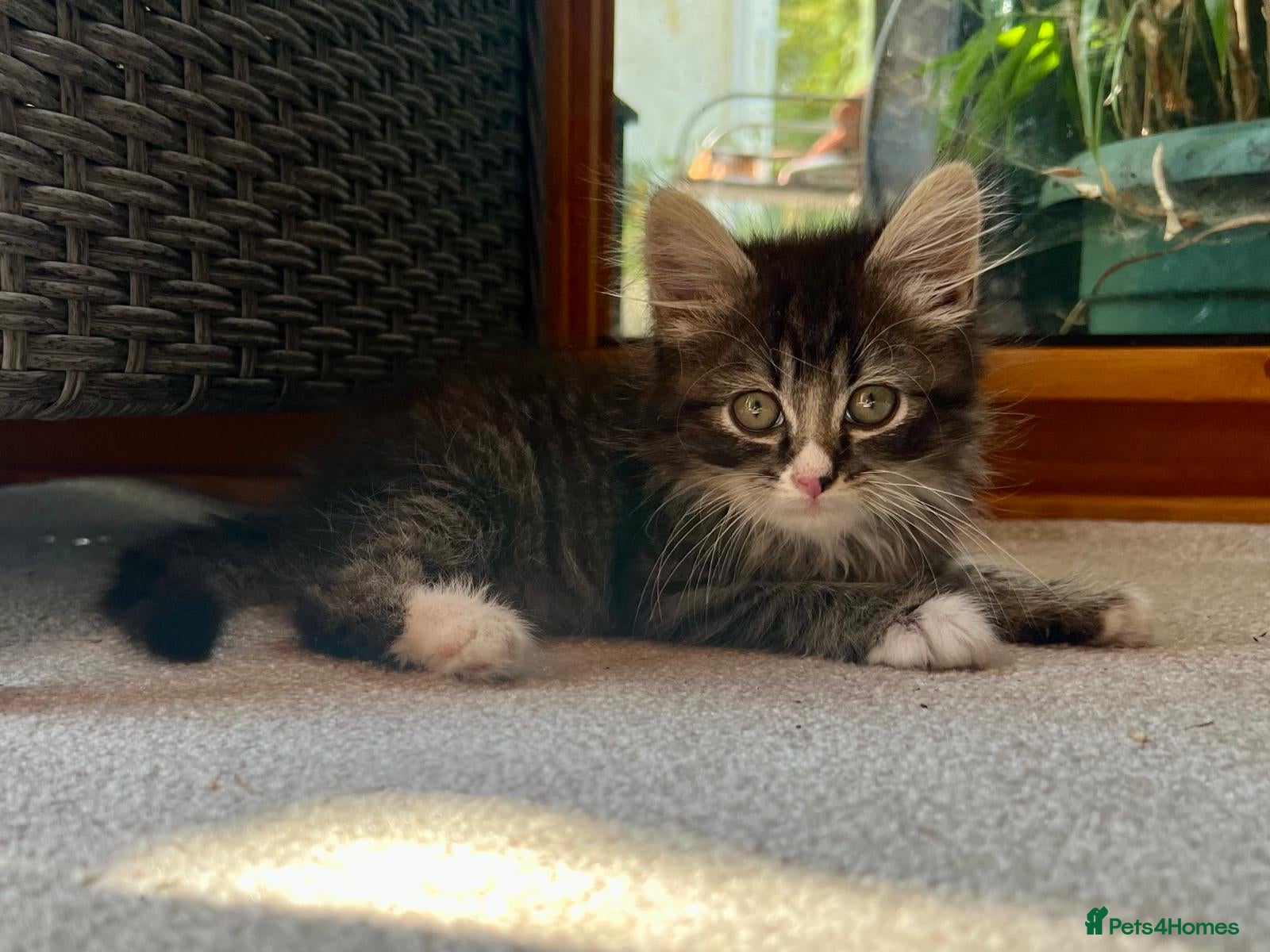 Mixed Breed cats Mixed pedigree kittens - Advert 2