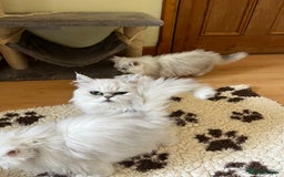 Persian cats for sale: Gold and Silver Chinchilla Persians! - Image 6
