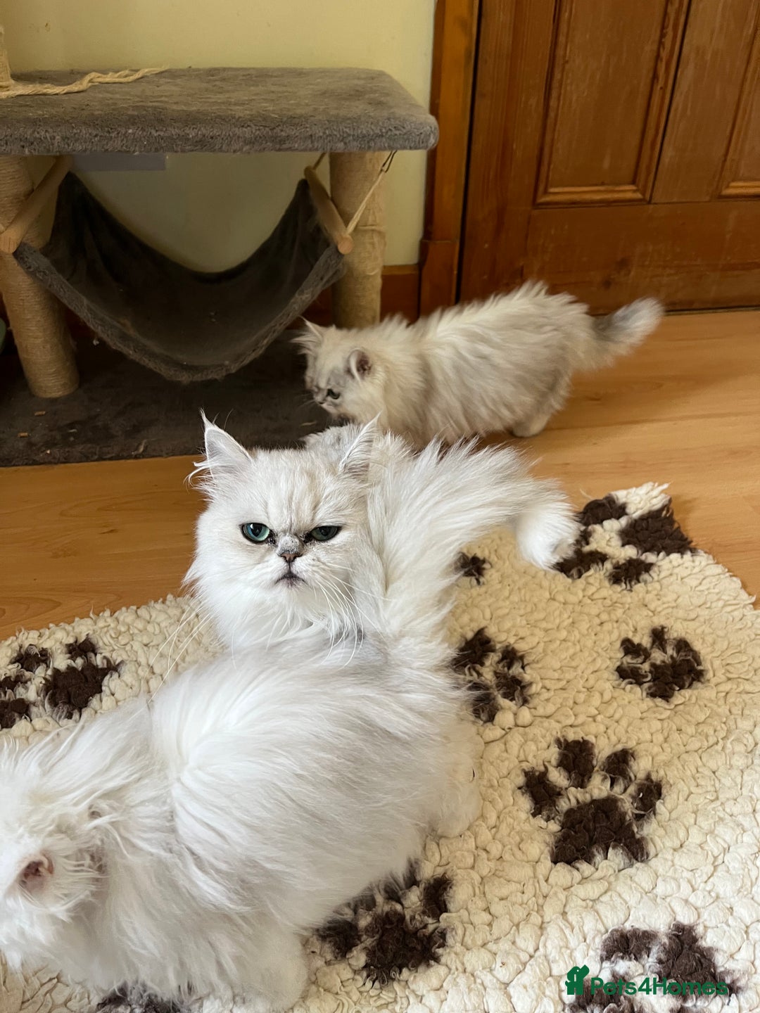 Persian cats for sale: Gold and Silver Chinchilla Persians! - Image 6