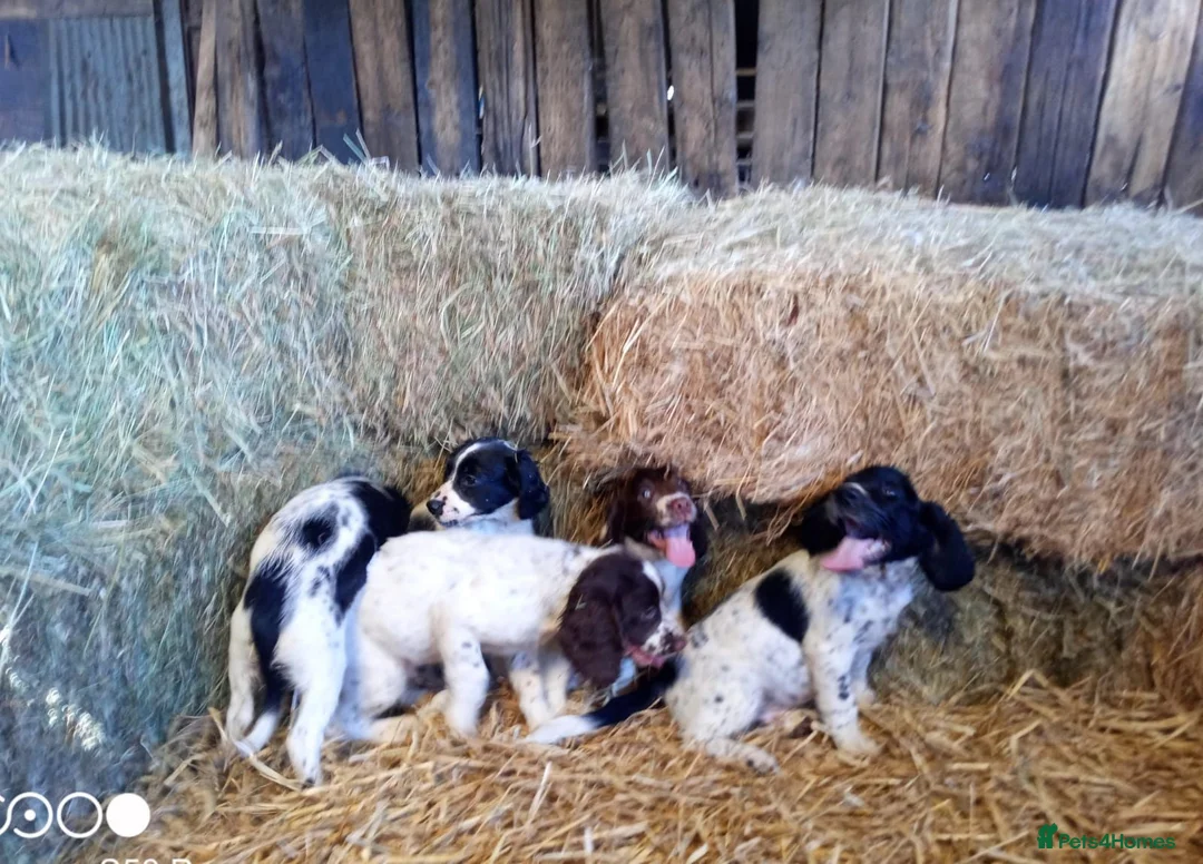 English Springer Spaniel dogs for sale: Springer spaniel pubs  in Tarporley - Advert 7