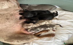 Miniature Dachshund dogs for sale: Stunning litter of miniature dachshund puppies  - Advert 1
