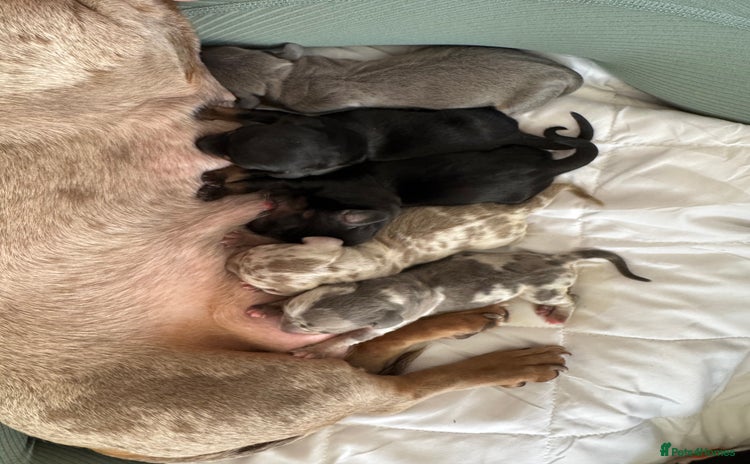 Miniature Dachshund dogs - Advert 15