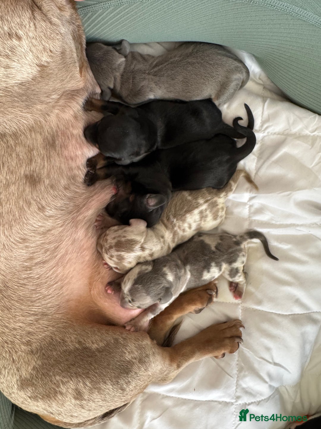 Miniature Dachshund dogs for sale: Stunning litter of miniature dachshund puppies  - Advert 1