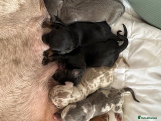 Miniature Dachshund dogs for sale: Stunning litter of miniature dachshund puppies - Advert 1