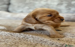 Cocker Spaniel dogs for sale: BEAUTIFUL KC REGISTERED SHOW TYPE HEALTH TESTED - Image 5