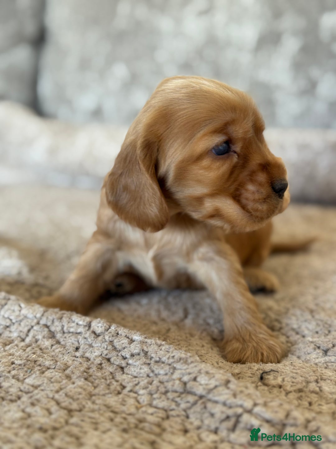 Cocker Spaniel dogs for sale: BEAUTIFUL KC REGISTERED SHOW TYPE HEALTH TESTED - Image 5