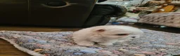 Maltese dogs for sale: EXQUISITE 5STAR TOY MINIATURE KOREAN MALTESE PUPPY - Advert 13