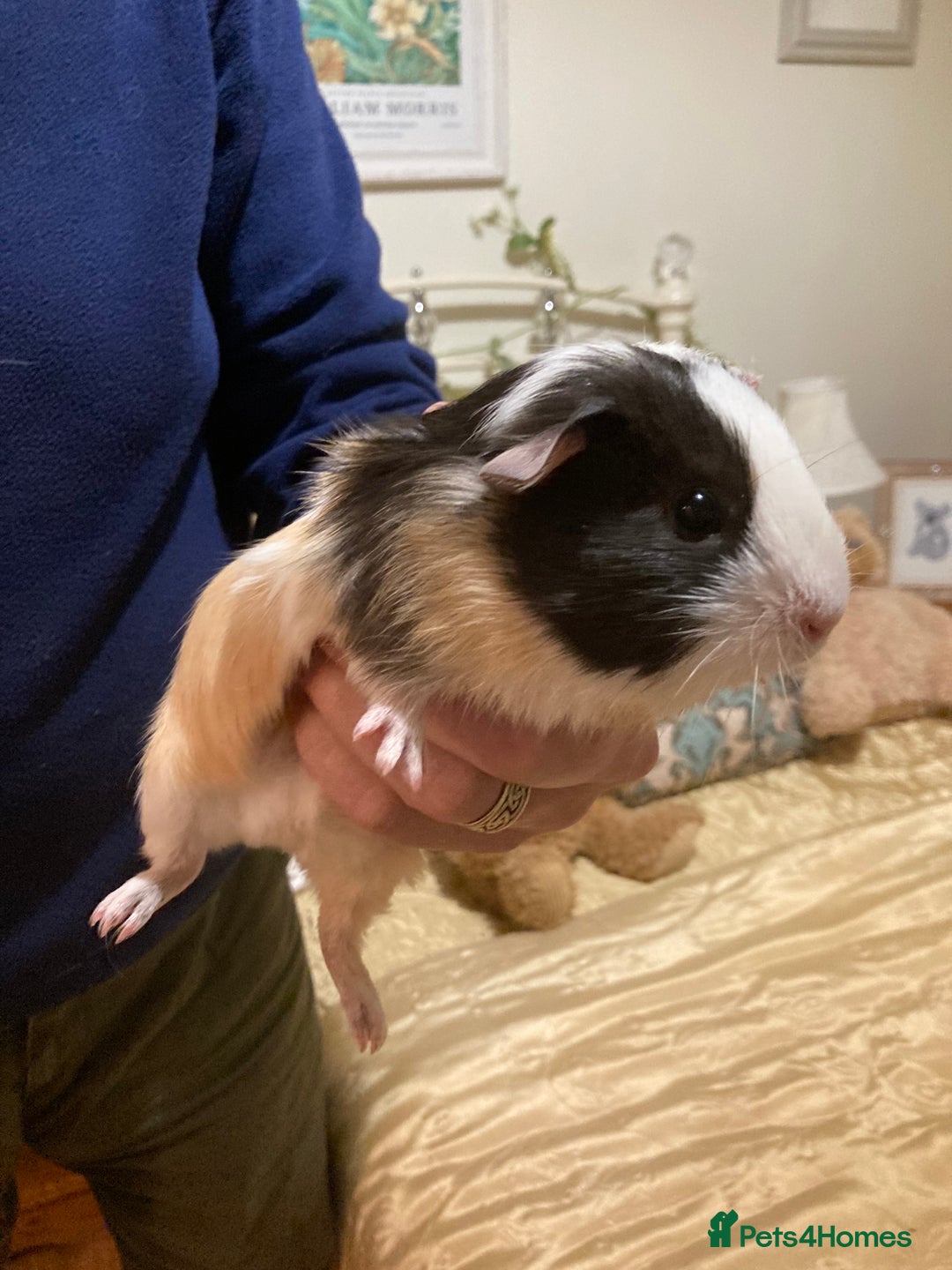 Guinea Pig rodents for sale: 5 gorgeous female Guinea pigs for sale - Advert 15