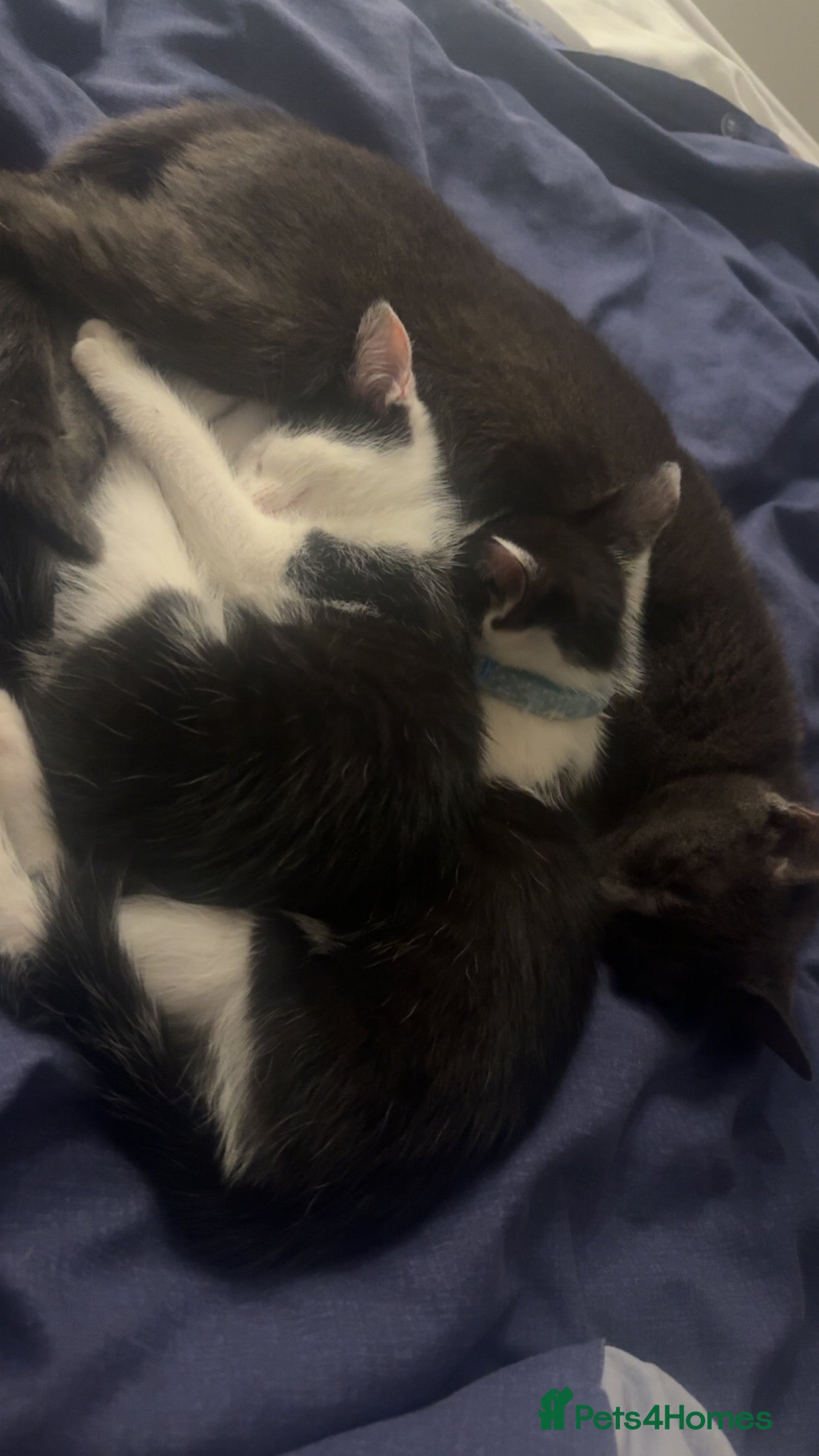 Russian Blue cats Russian blue kittens  - Advert 1