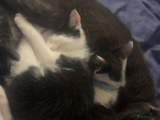 Russian Blue cats - Advert 1