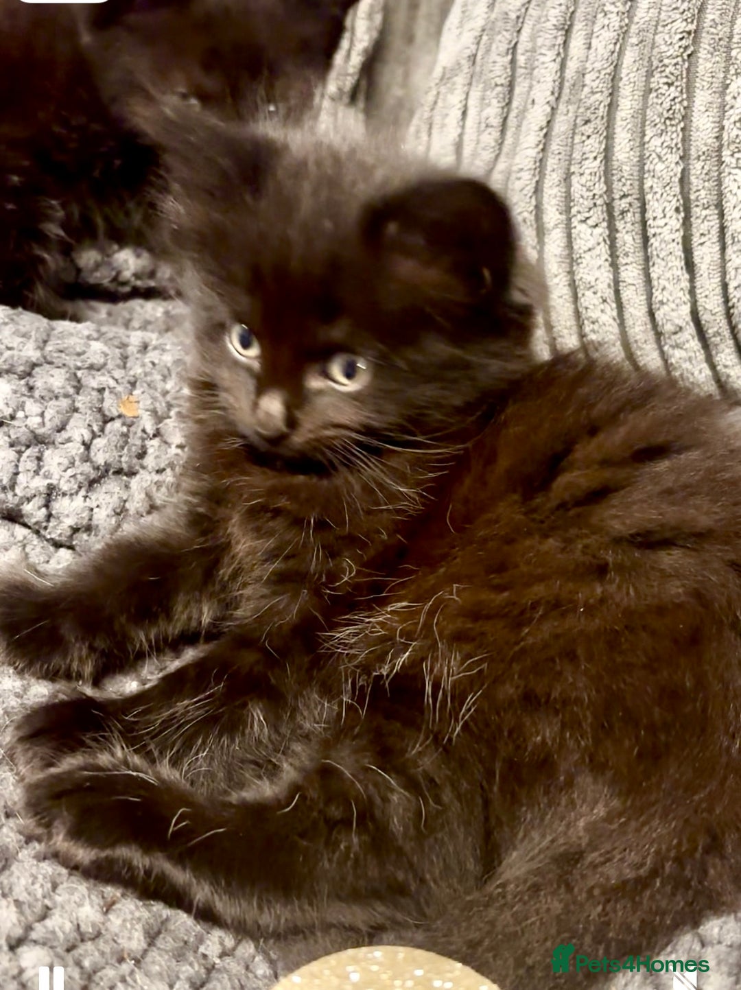 Mixed Breed cats for sale: Very fluffy, playful kittens - Advert 16