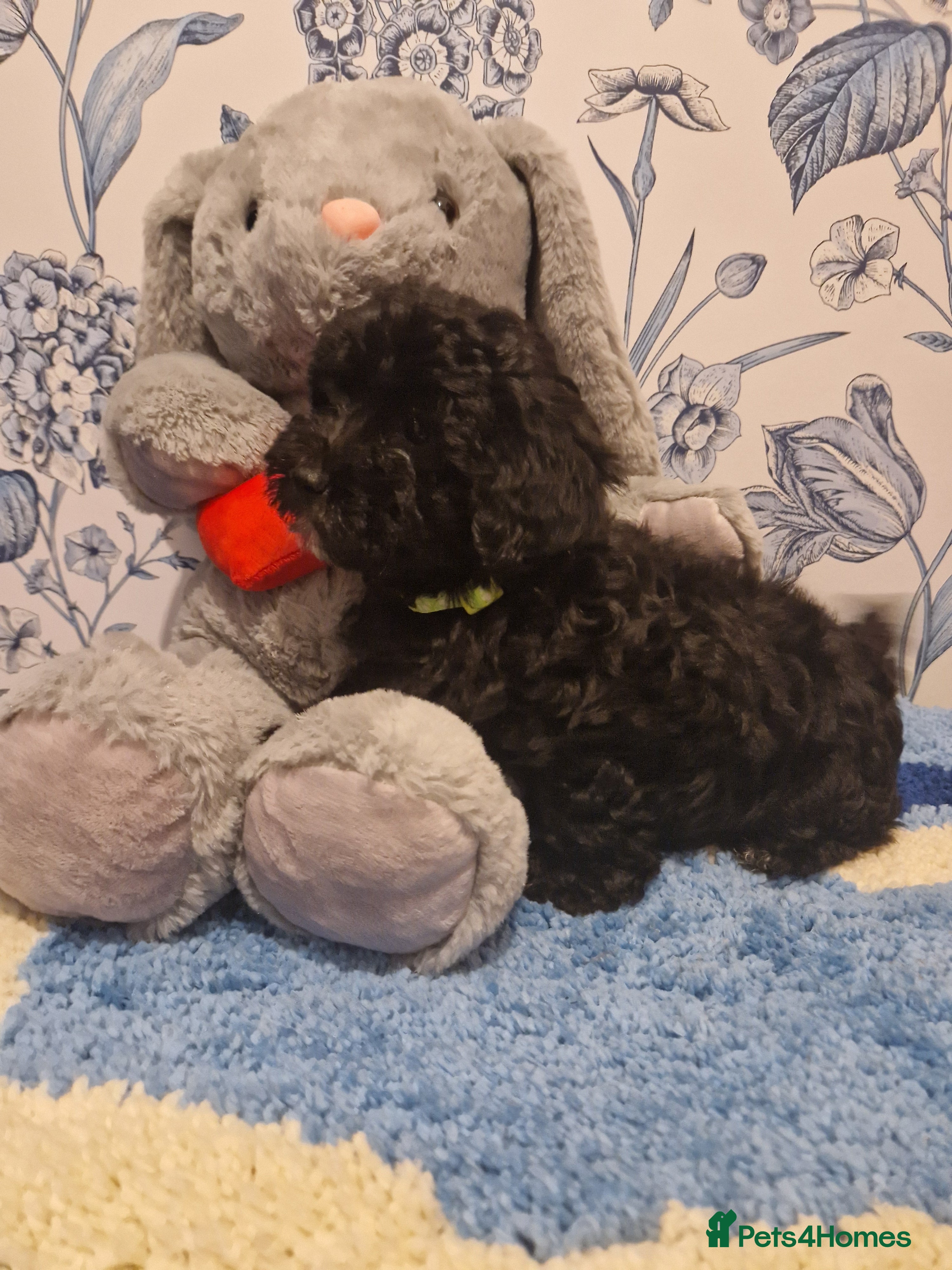 Poochon dogs Adorable Poochons Looking for their new families - Advert 2