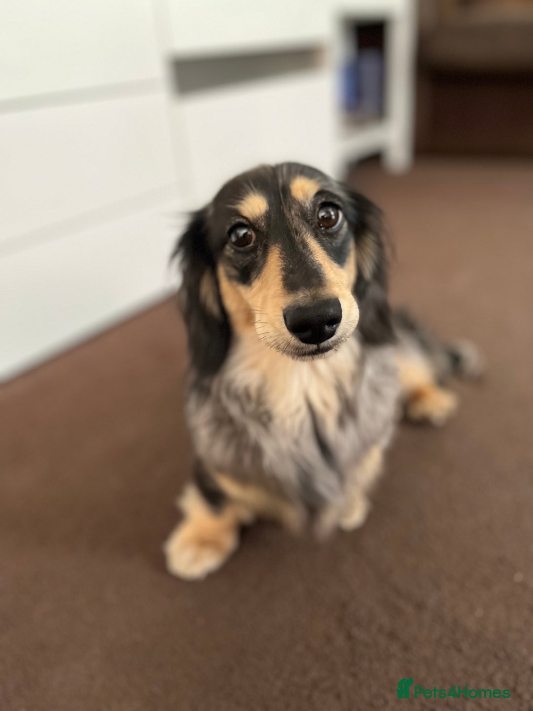 Miniature Dachshund dogs for stud: 1 year old long-haired dapple miniature dachshund  - Image 11