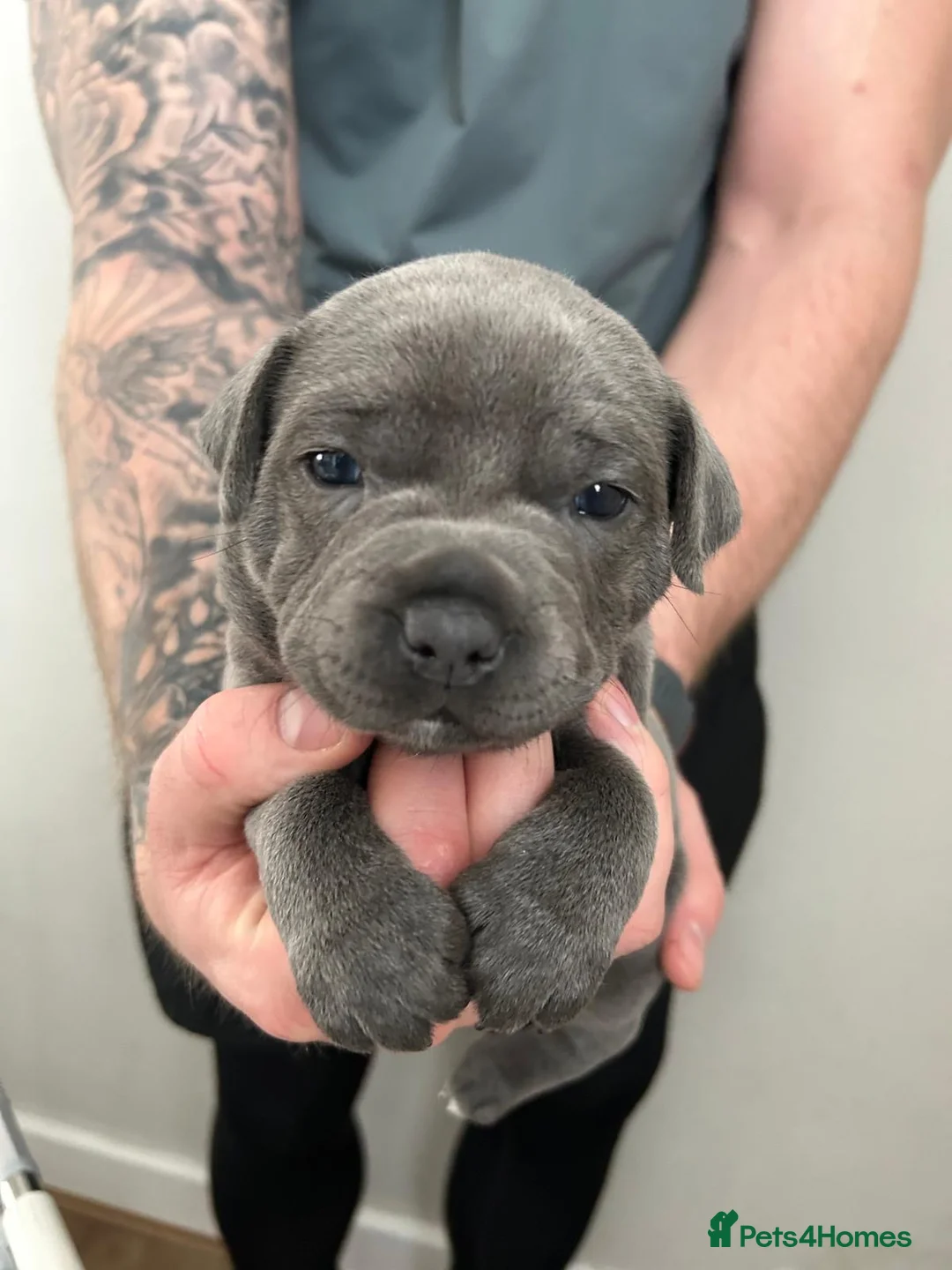 Staffordshire Bull Terrier dogs for sale: Staffordshire bull terrier  dogs blue staffs  - Advert 16