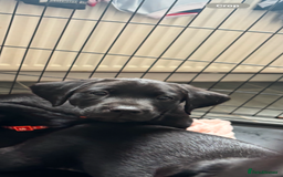 Labrador Retriever dogs for sale: Black lab 1 girl remaining reduced not 2 be missed - Image 10