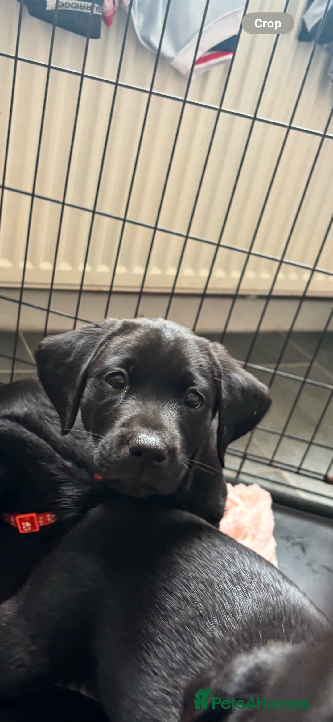 Labrador Retriever dogs for sale: Black lab 1 girl remaining reduced not 2 be missed - Image 10