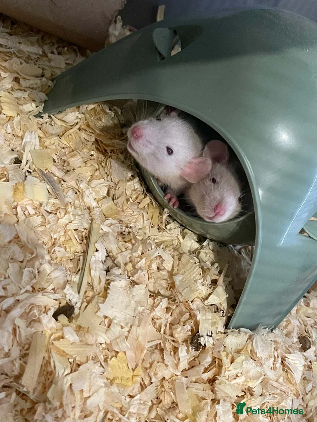 Rat rodents for sale: Pure Siamese and mixed Siamese babies  - Advert 1