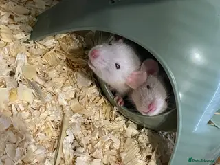 Rat rodents Pure Siamese and mixed Siamese babies - Advert 10