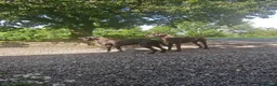 Great Dane dogs for sale: Great Dane Puppies in Londonderry - Advert 13