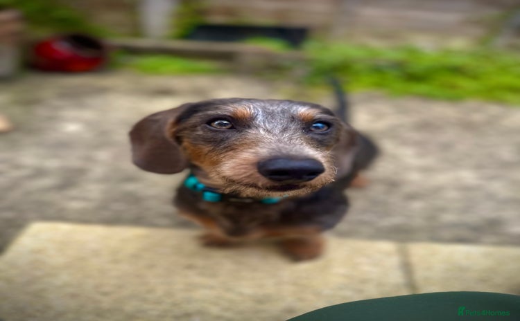 Dachshund dogs for stud - Advert 1