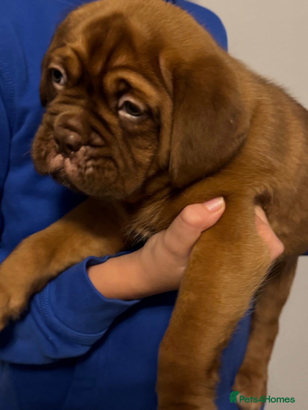 Dogue De Bordeaux dogs for sale: Ready to go last Outstanding Chunky KC DDB Puppy - Advert 21